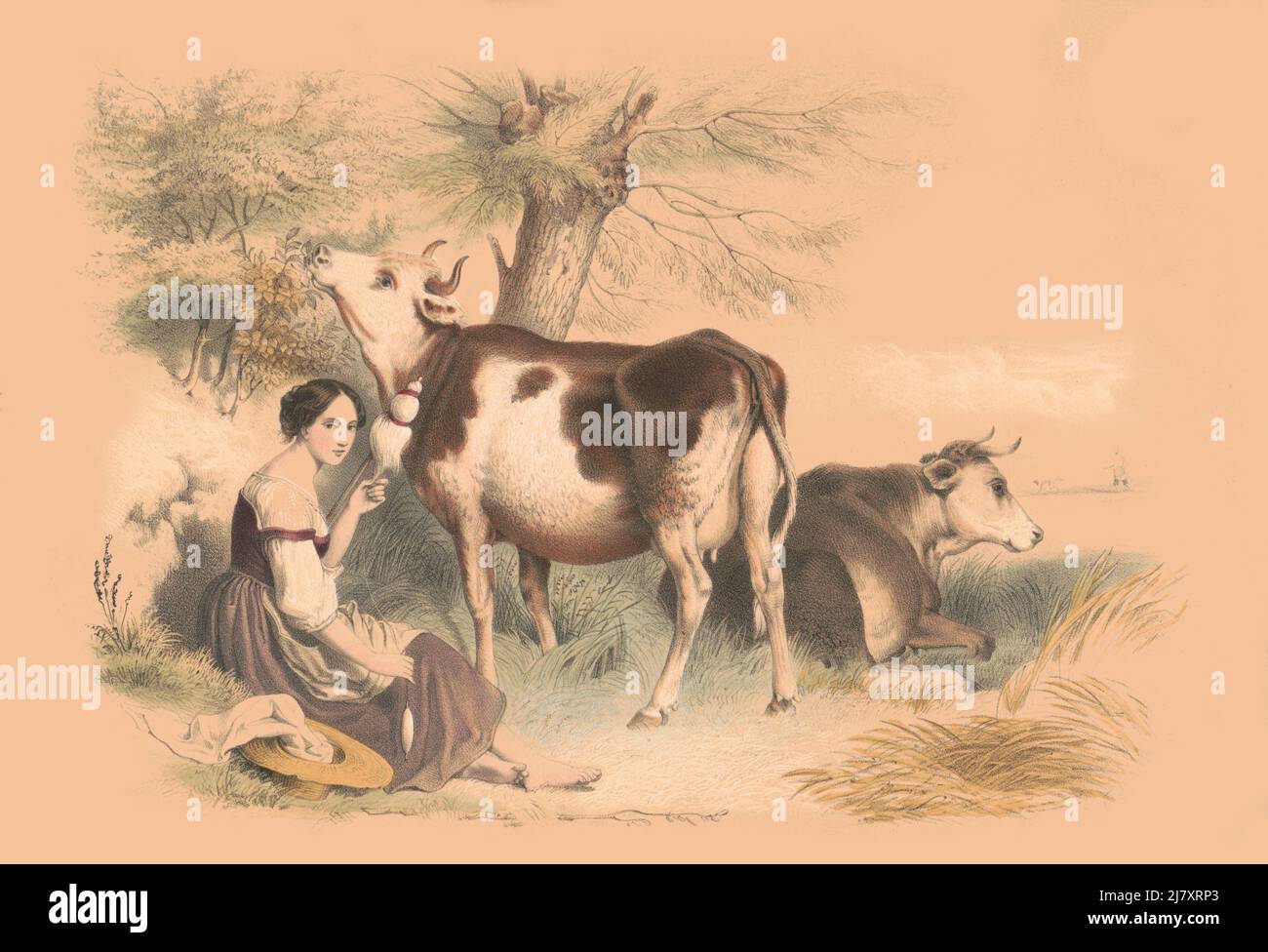 Woman beside two cows Stock Photo - Alamy