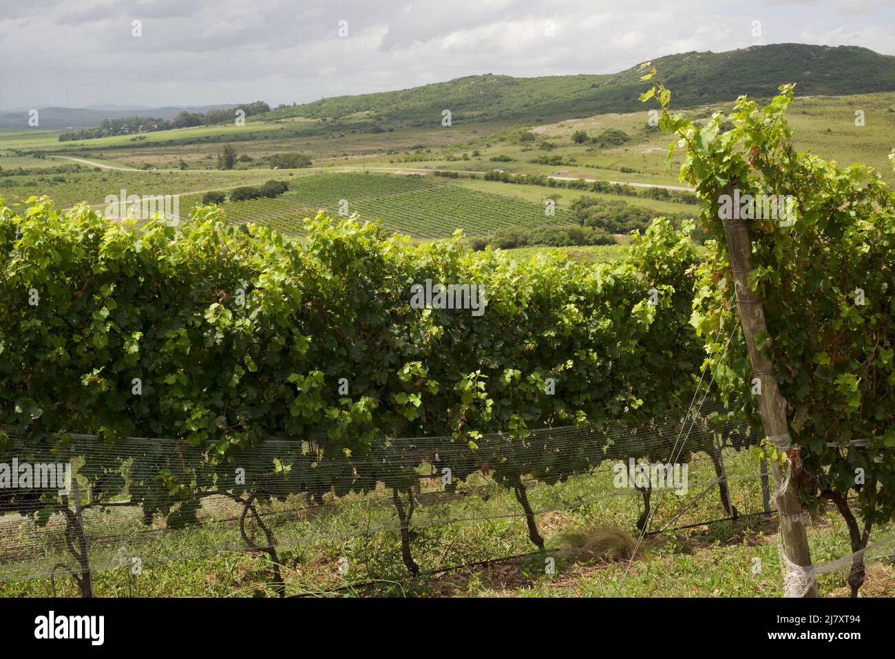 Scenic vineyard located near Punta Del Este, part of The Wine Roads (Los Caminos del Vino) of Uruguay Stock Photo