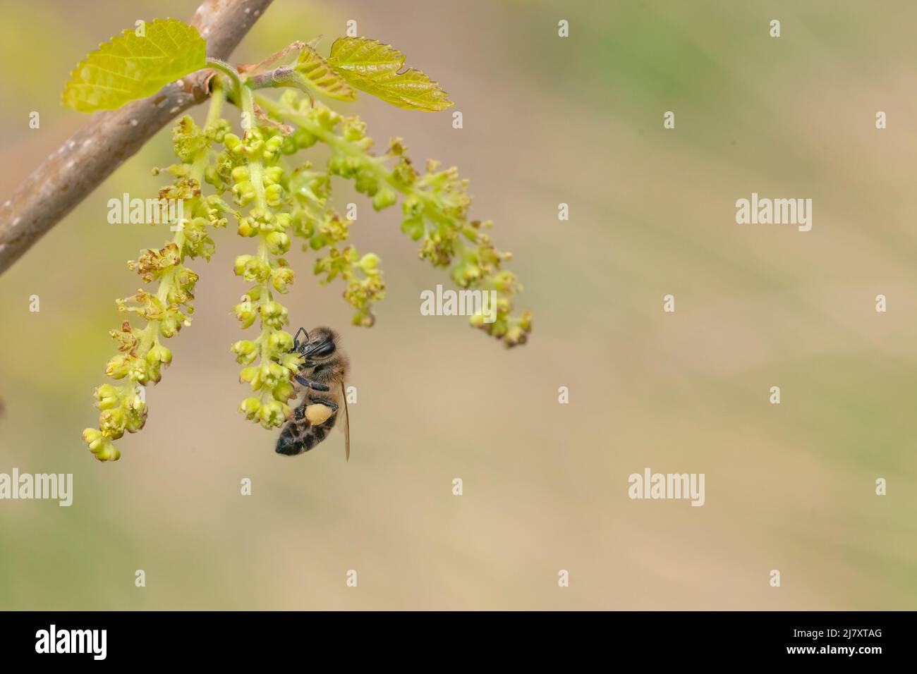 Flying bees pollinate mulberry flowers in spring Stock Photo Alamy