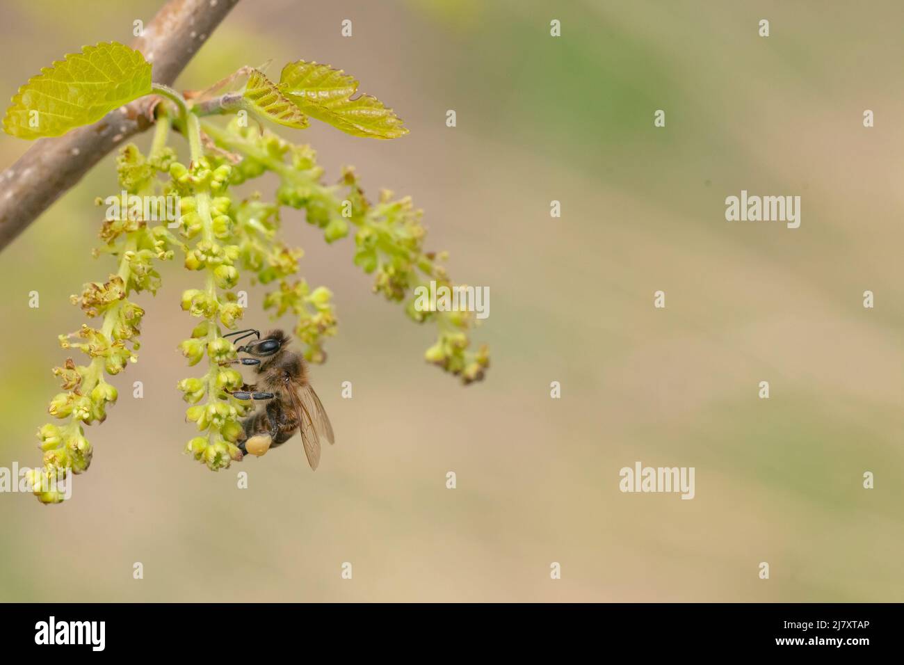Flying bees pollinate mulberry flowers in spring Stock Photo Alamy
