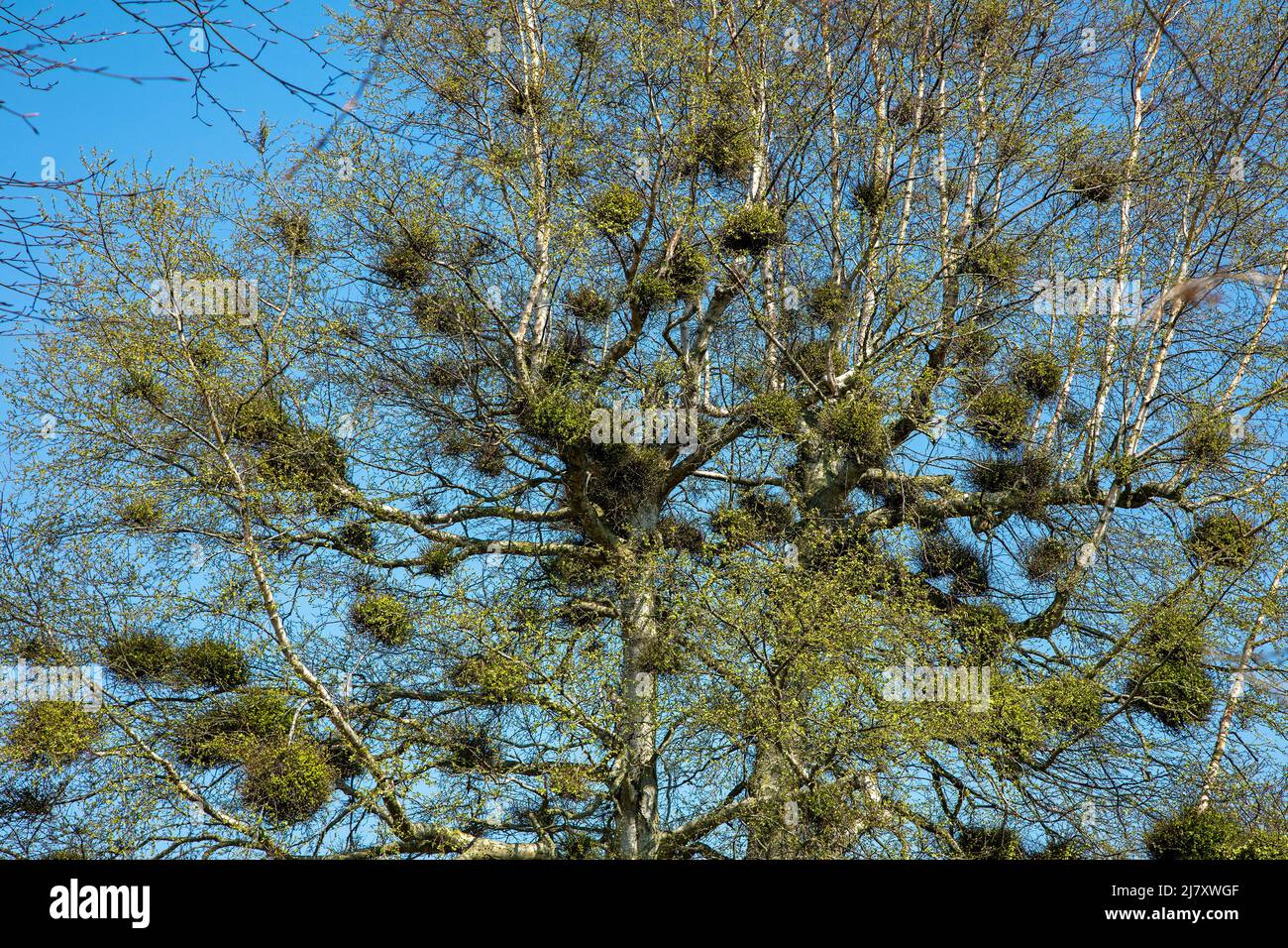 Mit Misteln (Viscum) bewachsener Baum, Pommerby, Geltinger Bucht, Schleswig-Holstein, Deutschland | Tree overgrown with mistletoe (Viscum), Pommerby, Stock Photo