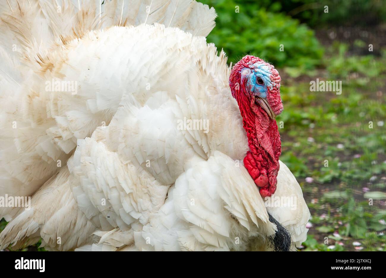 Blackpool, Lancashire, UK. 11th May, 2022. A big white stag turkey in all his finery at Ridgeway Farm, Blackpool, Lancashire, UK. Credit: John Eveson/Alamy Live News Stock Photo