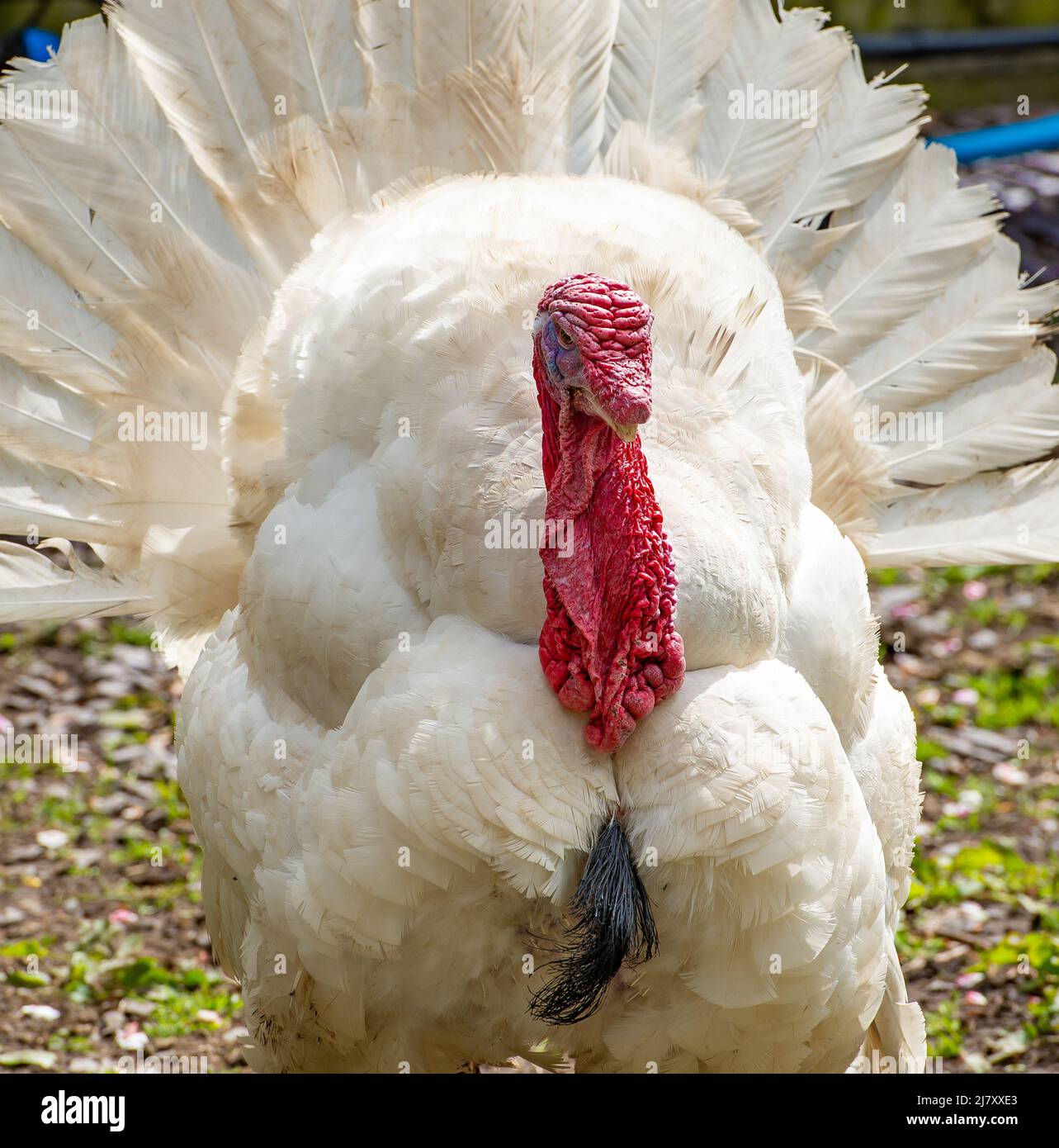 Blackpool, Lancashire, UK. 11th May, 2022. A big white stag turkey in all his finery at Ridgeway Farm, Blackpool, Lancashire, UK. Credit: John Eveson/Alamy Live News Stock Photo