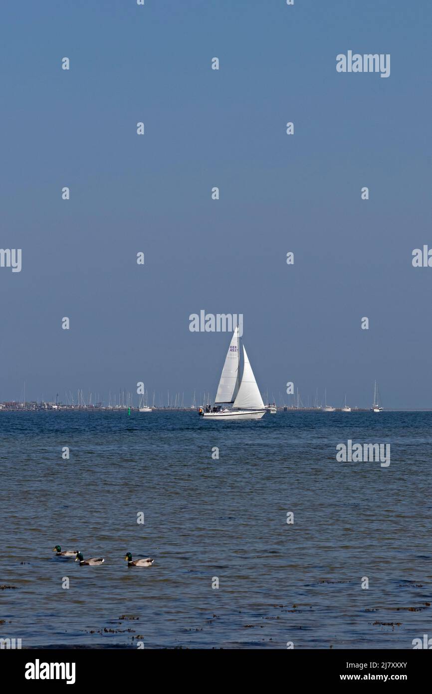 Sailing boat and mallard (Anas platyrhynchos) drakes off Maasholm, Schlei, Schleswig-Holstein, Germany Stock Photo