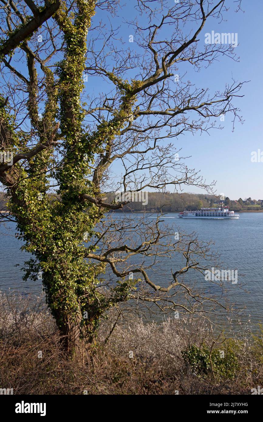 Tree covered with ivy, Paddle steamer Schlei Princess, Rabelsund, Rabel, Schlei, Schleswig-Holstein, Germany Stock Photo