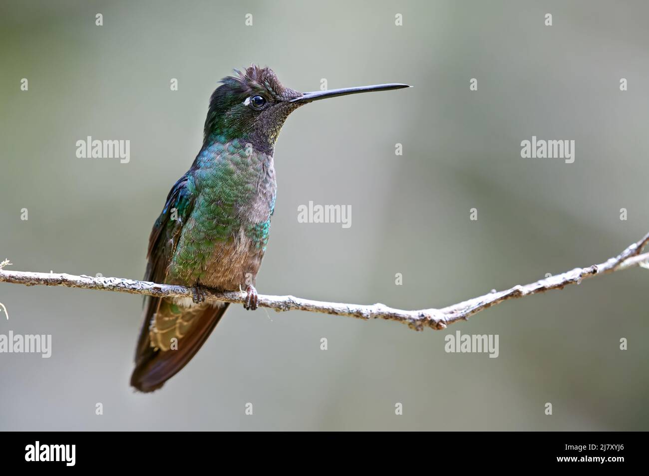 Talamanca hummingbird or Magnificent hummingbird or admirable hummingbird (Eugenes spectabilis), San Gerardo de Dota, Costa Rica, Central America Stock Photo
