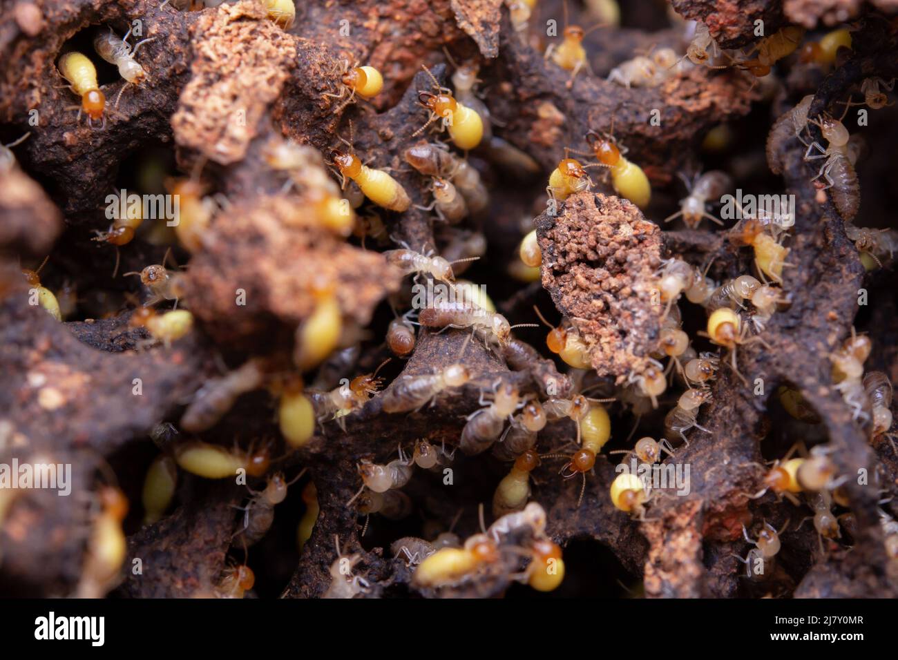 Termites eat wooden planks. Damage of a wooden house from termites Stock Photo Alamy