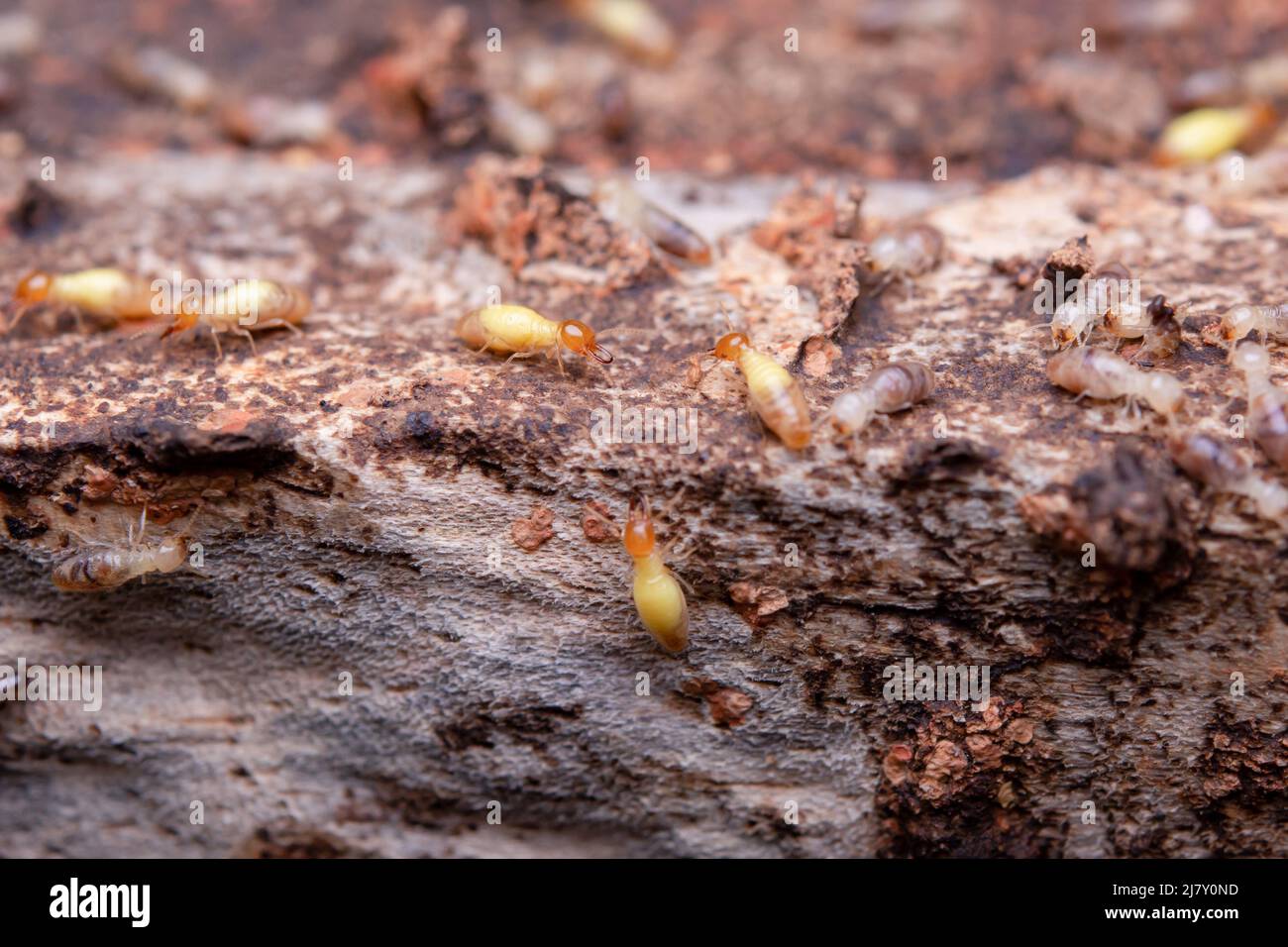 Termites eat wooden planks. Damage of a wooden house from termites Stock Photo Alamy
