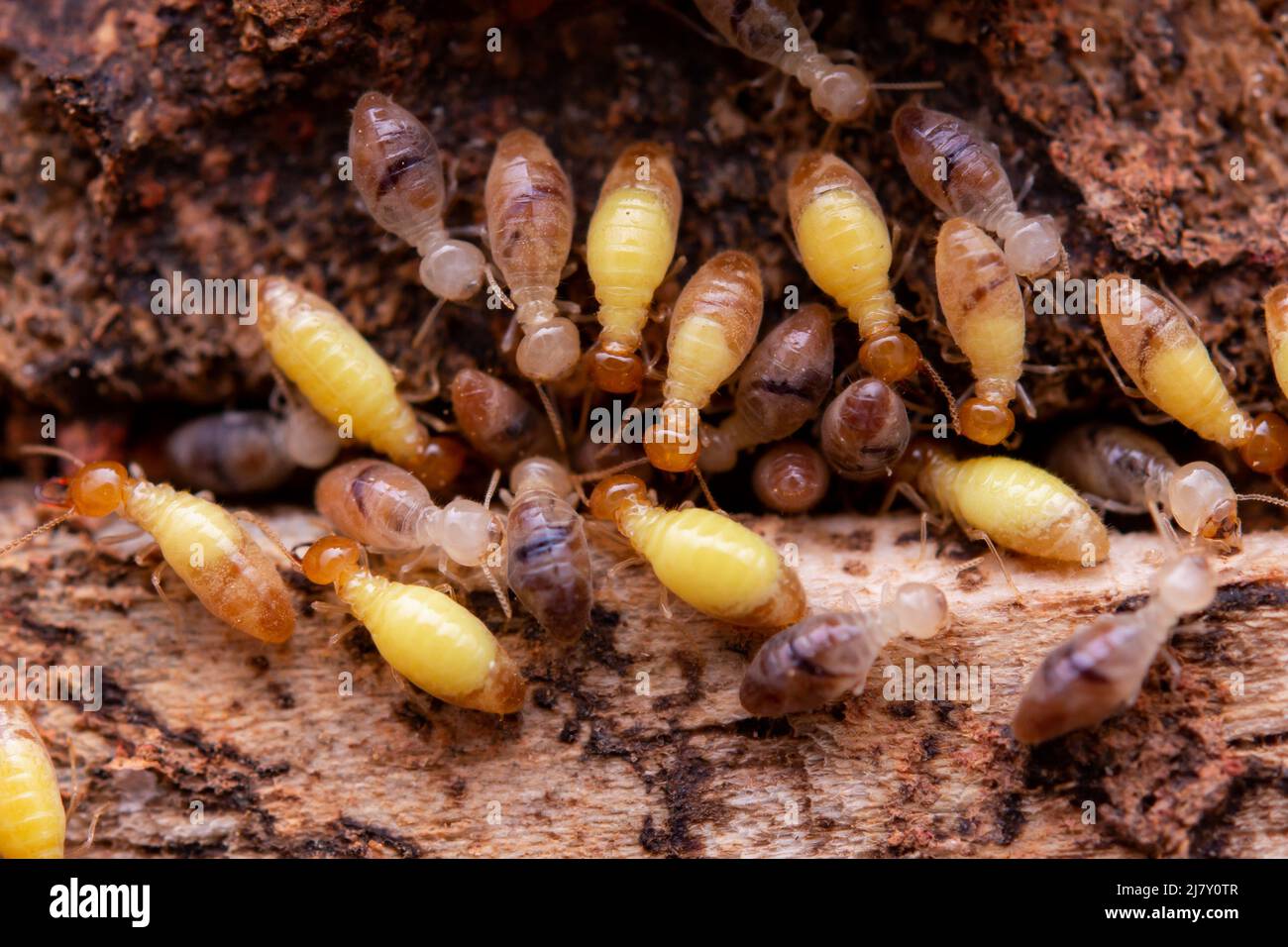 Termites eat wooden planks. Damage of a wooden house from termites Stock Photo Alamy