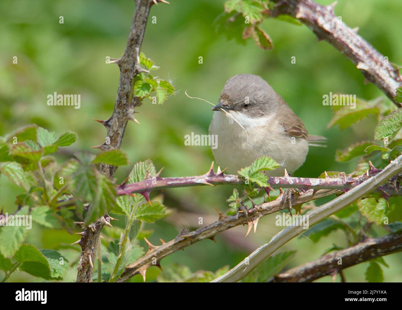 Lesser Whitethroat, Sylvia curruca, Sitting On Brambles With Piece Of Straw In Its Beak, Nesting Material, UK Stock Photo