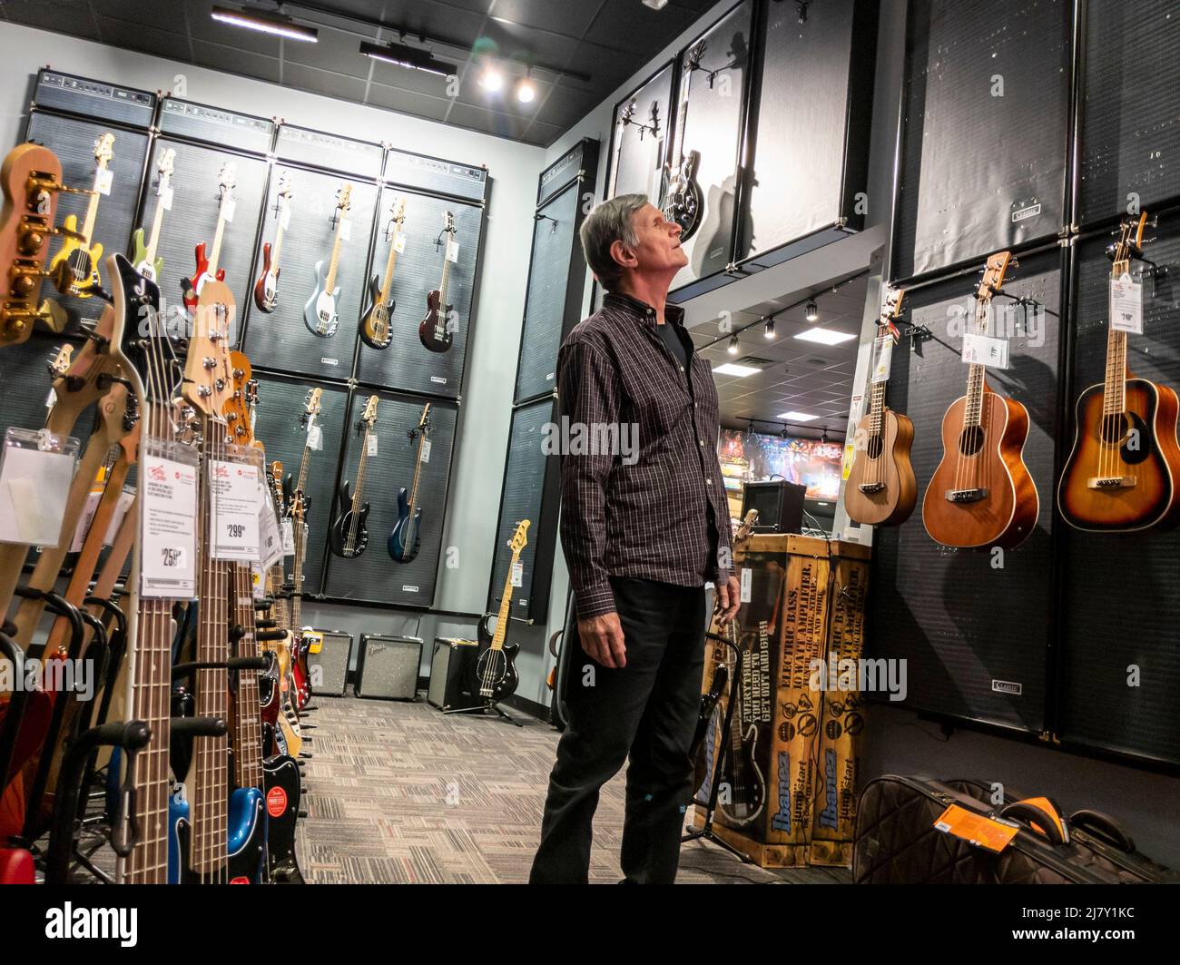 Lynnwood, WA USA - circa May 2022: View of an older Caucasian man shopping for bass guitars inside a Guitar Center musical instrument store. Stock Photo