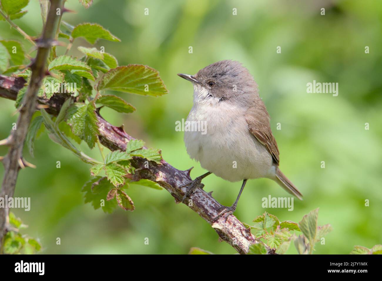 Side View Of A Lesser Whitethroat Bird, Sylvia curruca, Standing Alert On Brambles During Spring, UK Stock Photo