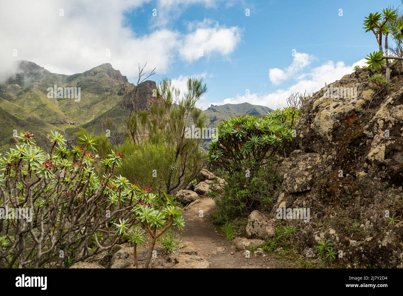 Tremendous Teno mountains at Tenerife north with scenic hiking path, surrounded by typical Tenerife plants. Stock Photo