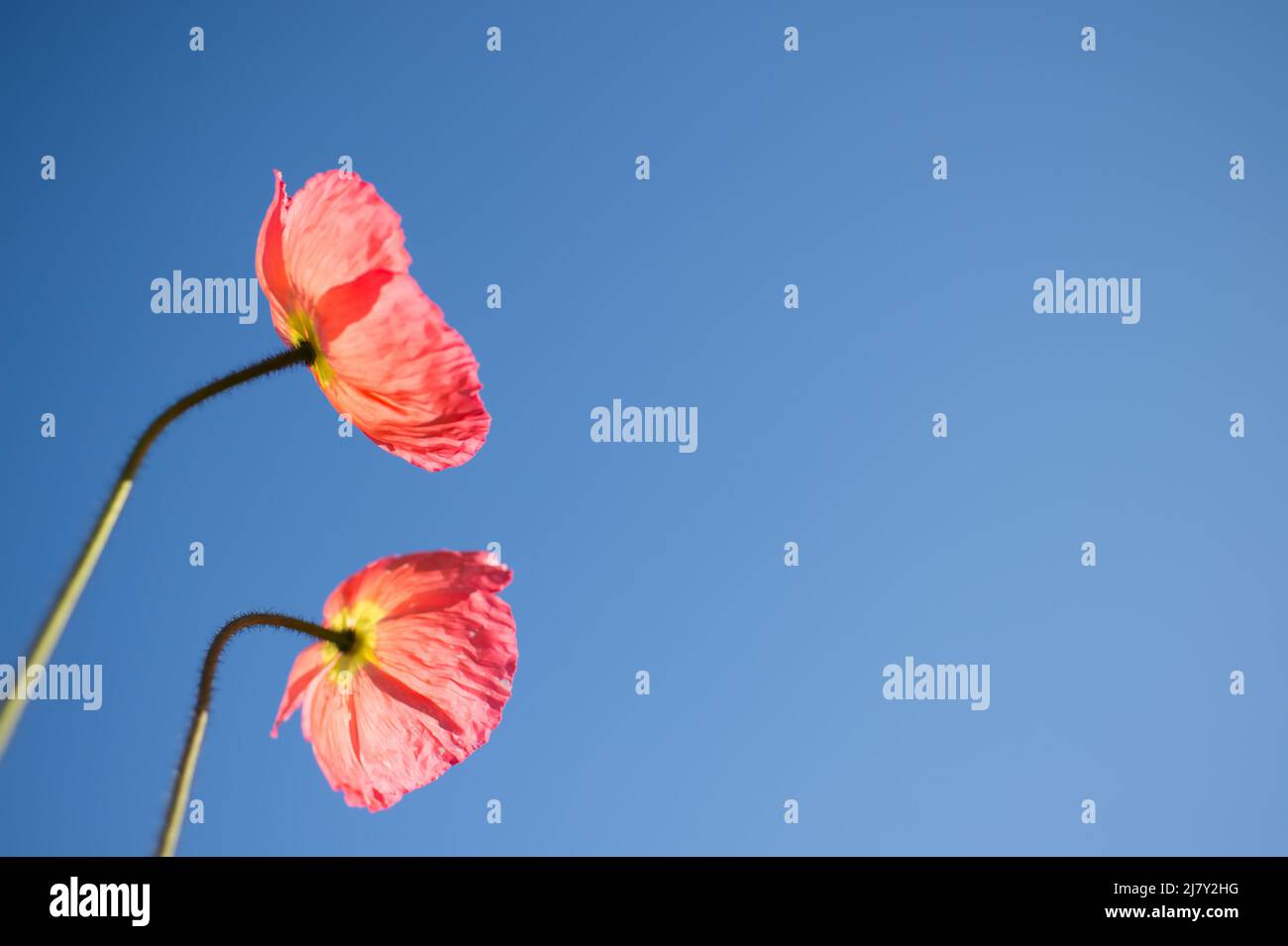 Iceland poppy flowers and blue sky. Short lived flowers basking in the