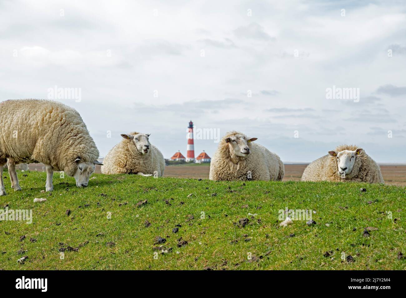 Sheep lying on dike in front of Lighthouse Westerhever, Eiderstedt Peninsula, Schleswig-Holstein, Germany Stock Photo