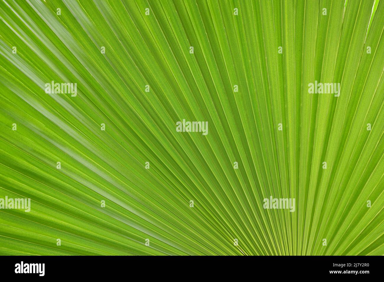 Closeup Mexican Fan Palm or Washingtonia Robusta Stock Photo