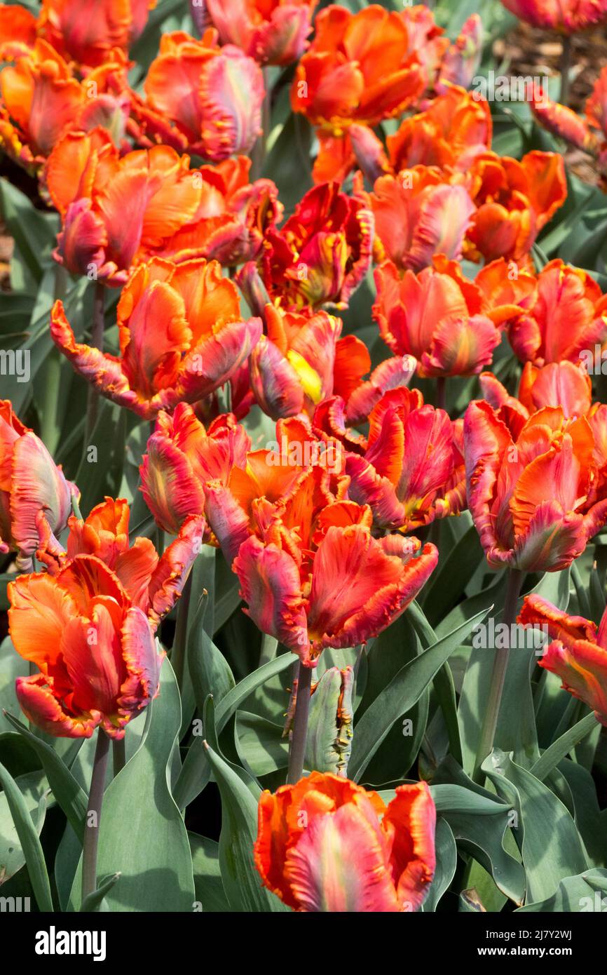Parrot tulips, Tulip 'Blumex' spring flowerbed parrots Tulipa Stock Photo