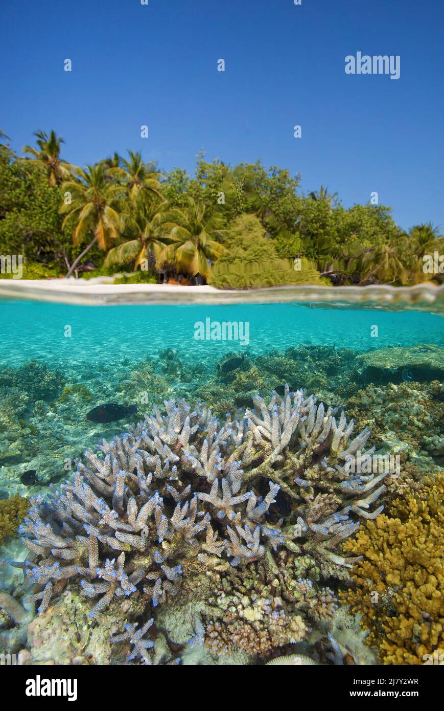 Split image, over under, coral reef in front of a maldivian island, Maldives, Indian ocean, Asia Stock Photo
