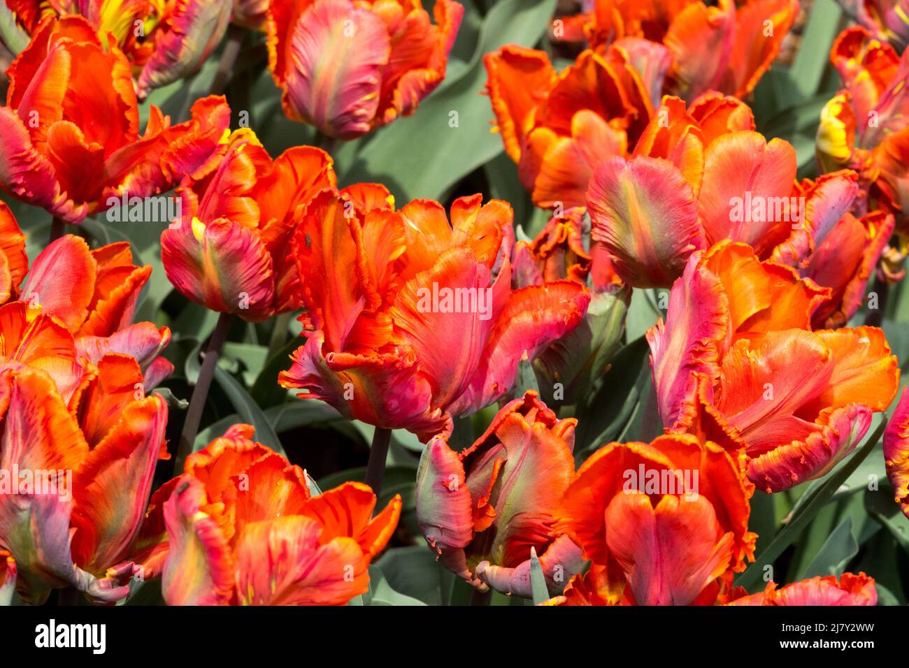 Tulips 'Blumex'  Parrot Tulip blooming flowers Tulipa display in spring Stock Photo