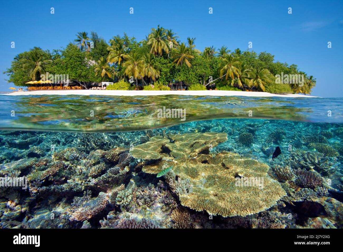 Split image, over under, coral reef in front of a maldivian island, Maldives, Indian ocean, Asia Stock Photo