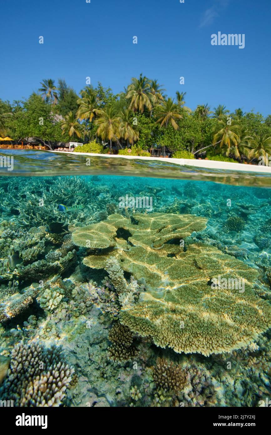 Split image, over under, coral reef in front of a maldivian island, Maldives, Indian ocean, Asia Stock Photo