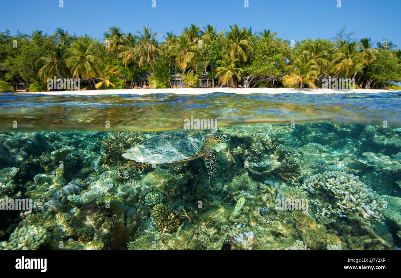 Split image, over under, green sea turtle (Chelonia mydas) in a coral reef in front of a maldivian island, Maldives, Indian ocean, Asia Stock Photo