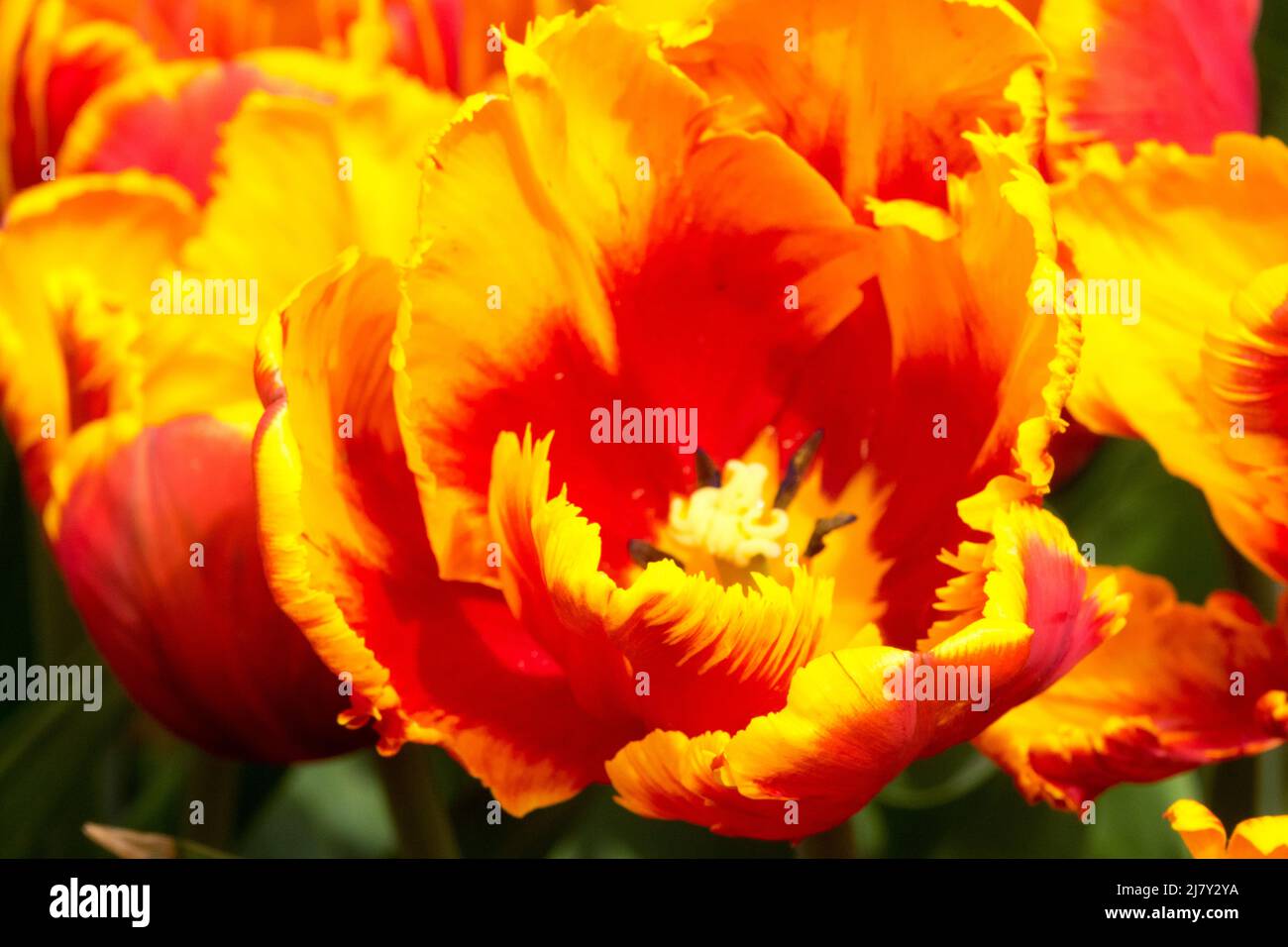 Parrot tulip, red yellow Tulip 'Bright Parrot' spring flower Stock Photo
