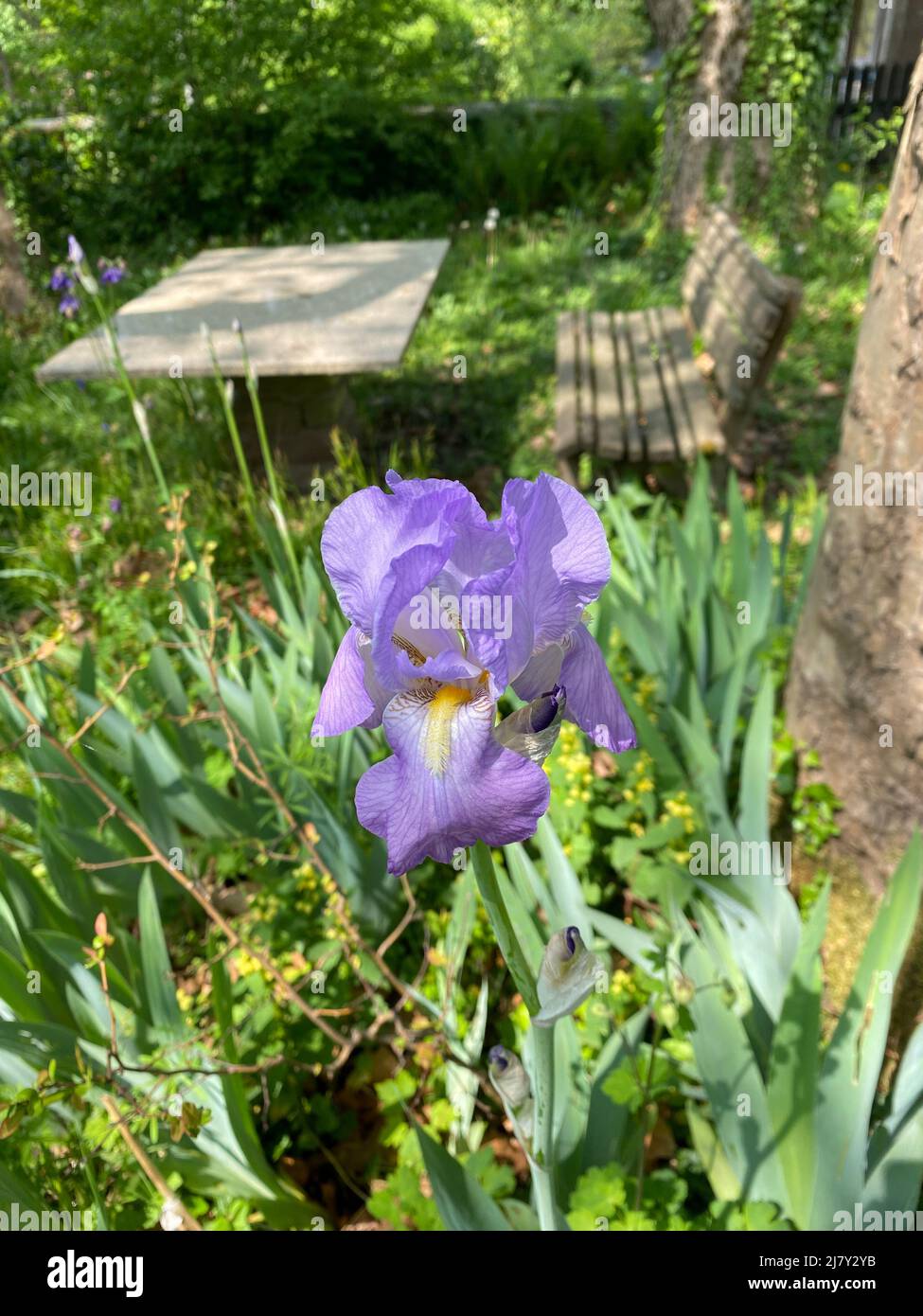 Flower Irises in Nature in garden in South Germany in Heidelberg Stock Photo
