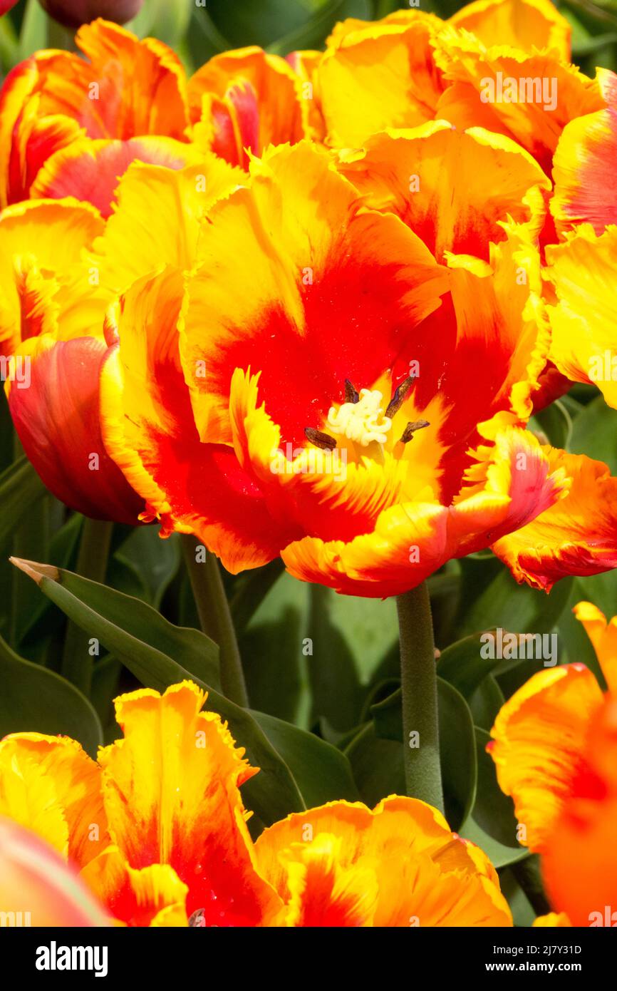 Tulips "Bright Parrot" Red Yellow Parrot Tulip Stock Photo Alamy