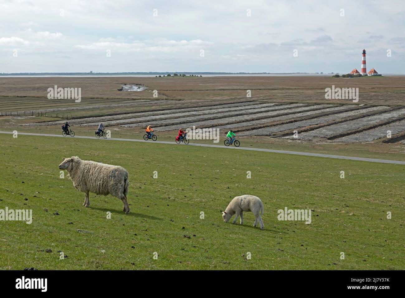 Ewe and lamb browsing on dike in front of Lighthouse Westerhever, cyclist, Eiderstedt Peninsula, Schleswig-Holstein, Germany Stock Photo