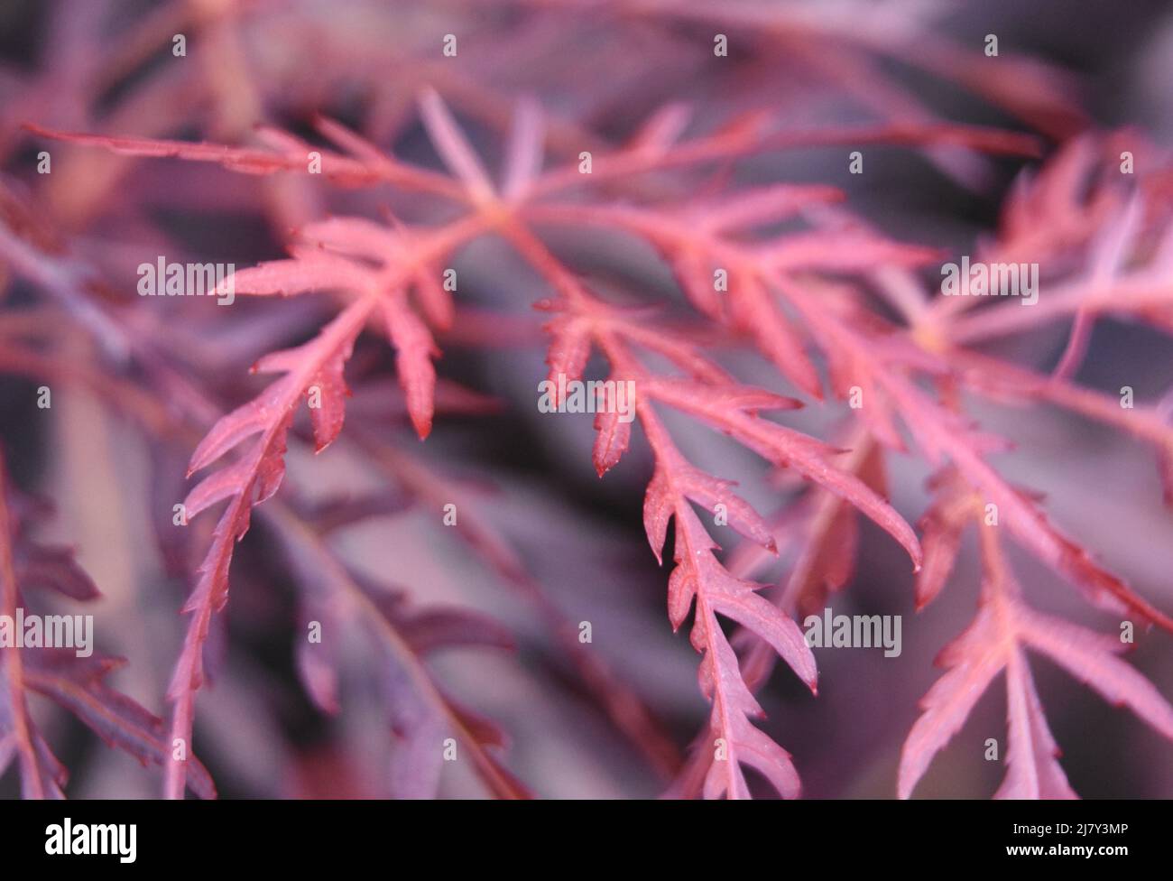 Beautiful close up of a red split leaf Japanese Maple tree Stock Photo ...