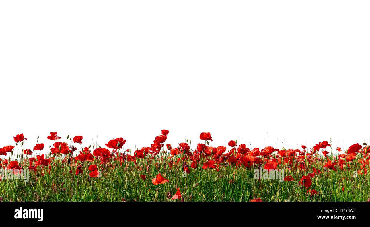 Red poppies in green meadow isolated on white background with clipping ...