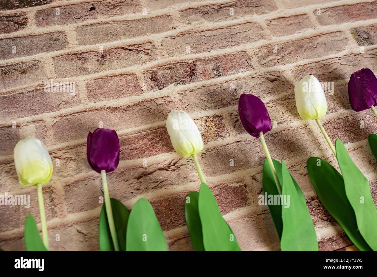 Beautiful tulips on brick wall background, Lovely greeting card with tulips for Mothers day, wedding or happy event concepts. Copy space for text. Stock Photo