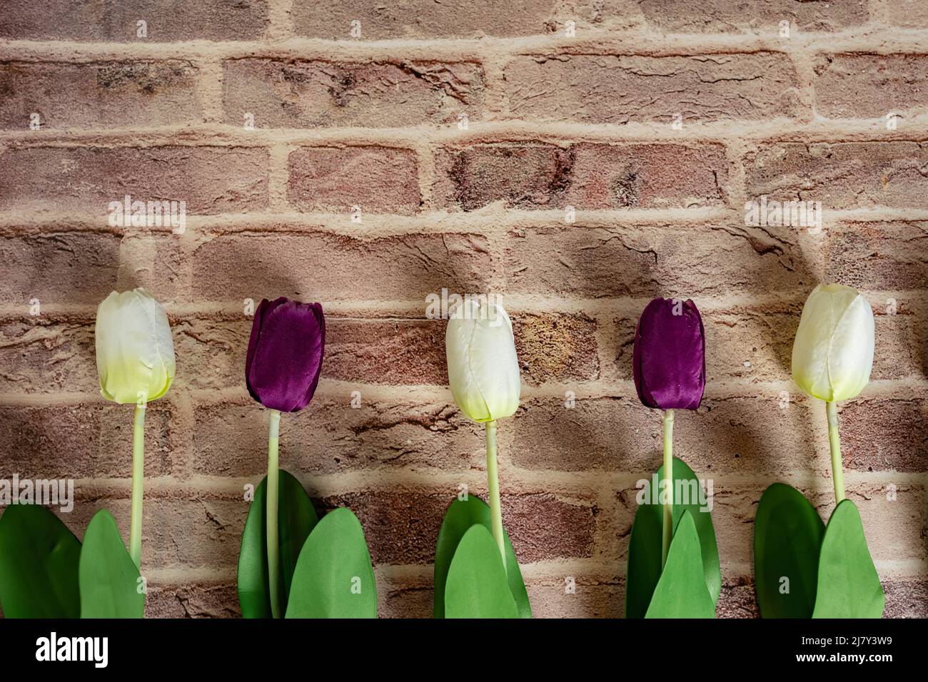 Beautiful tulips on brick wall background, Lovely greeting card with tulips for Mothers day, wedding or happy event concepts. Copy space for text. Stock Photo