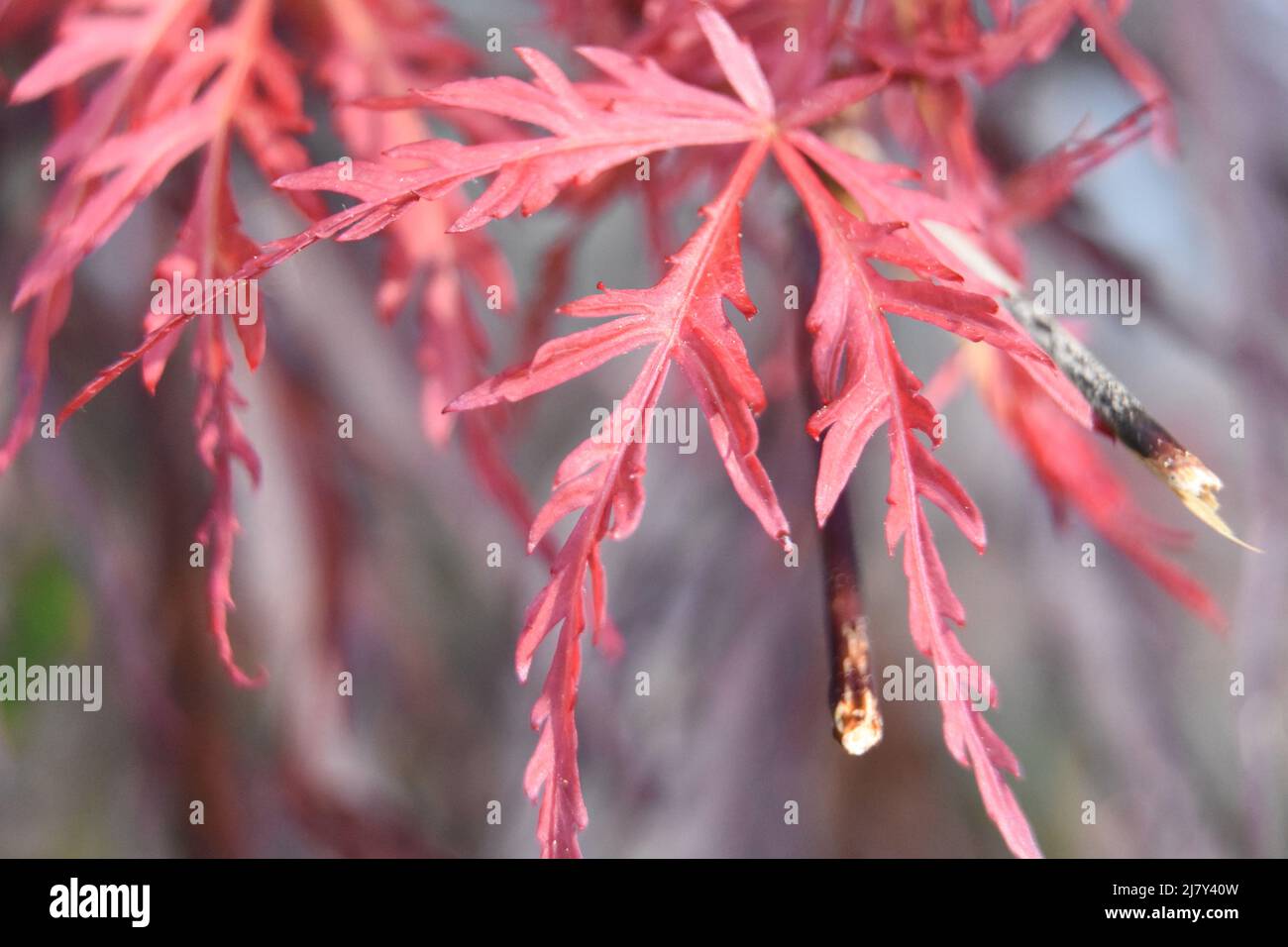 Macro of a red split leaf Japanese maple tree and leaves Stock Photo ...