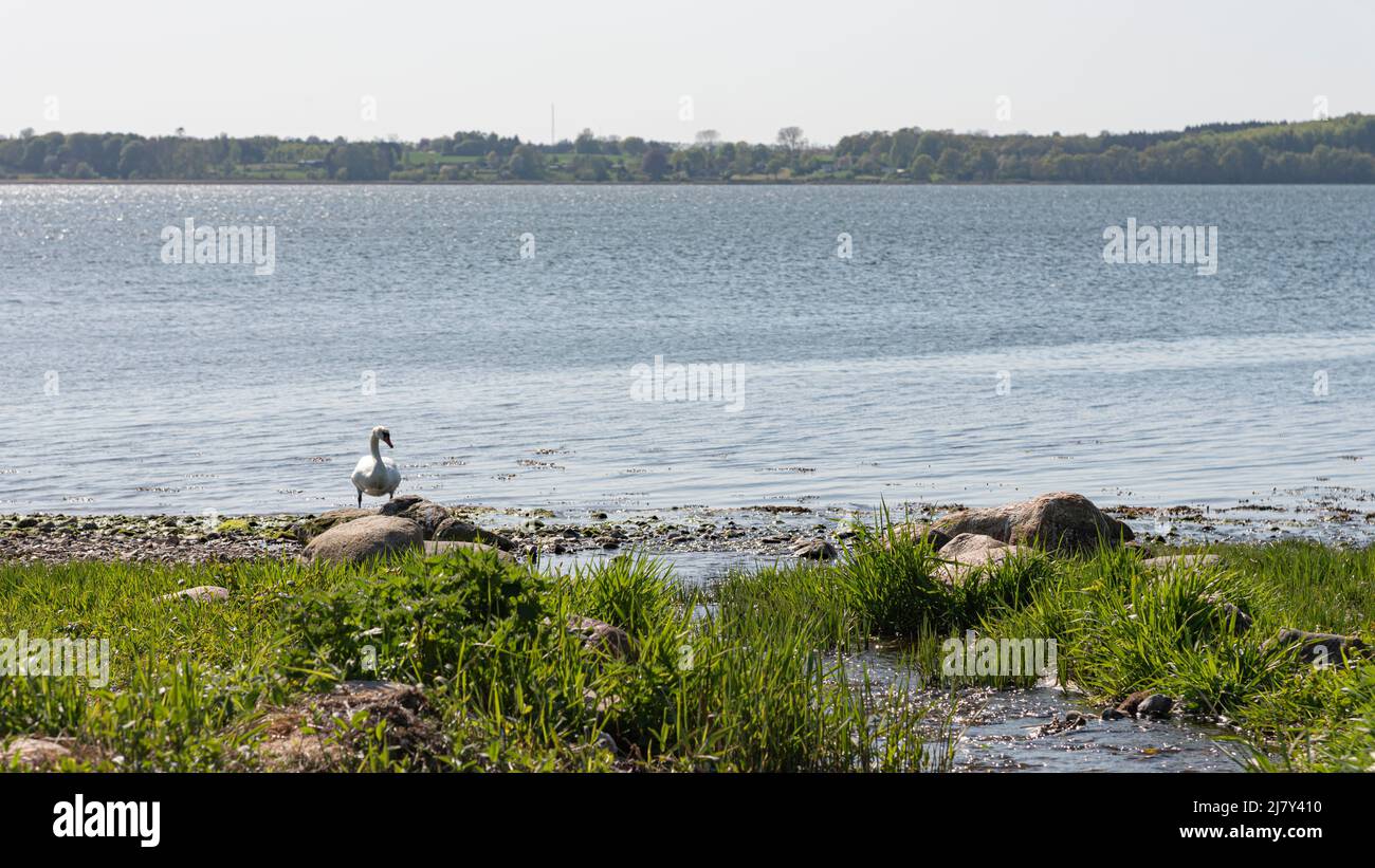 a little stream flowing into the sea and a swan standing in the water, Ejby, Denmark, May 9, 2022 Stock Photo