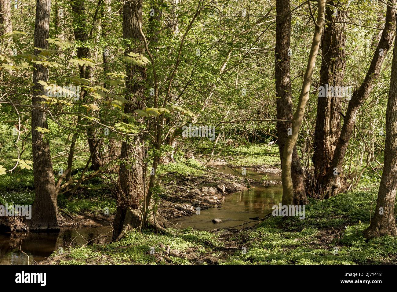 a little creek that still flows through a green beech forest in the springtime, Ejby, Denmark, May 9, 2022 Stock Photo