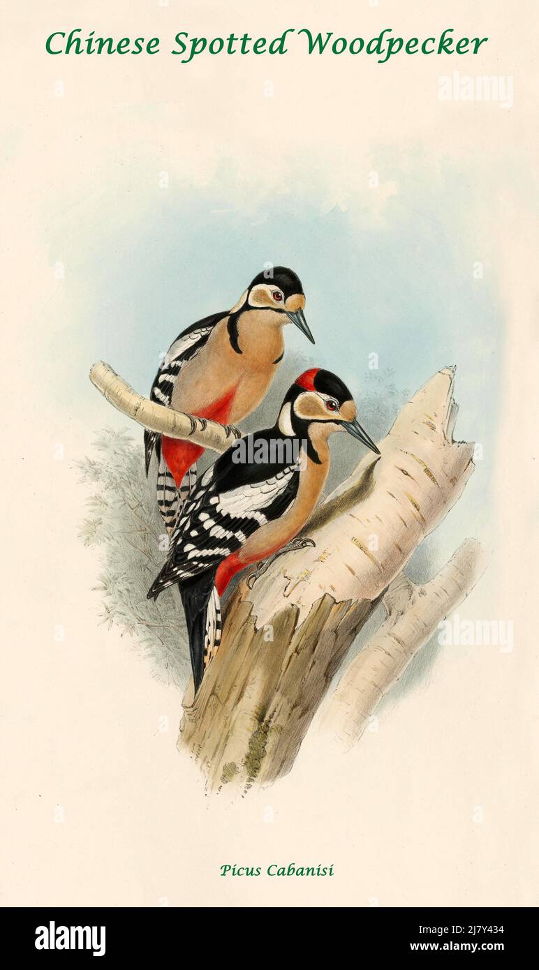 Chinese Spotted Woodpecker Stock Photo Alamy