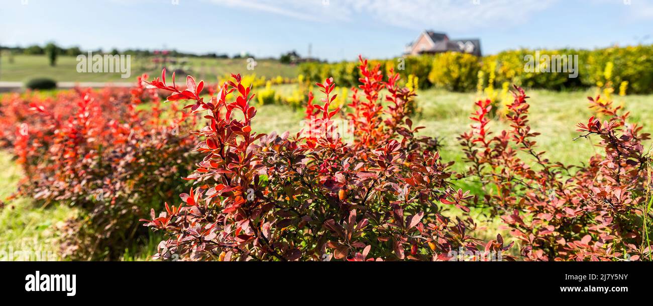 Beautiful scenic bright landscape view of colorful red barberry thunberg bushes growing at ornamental english park garden against villa maison blue Stock Photo