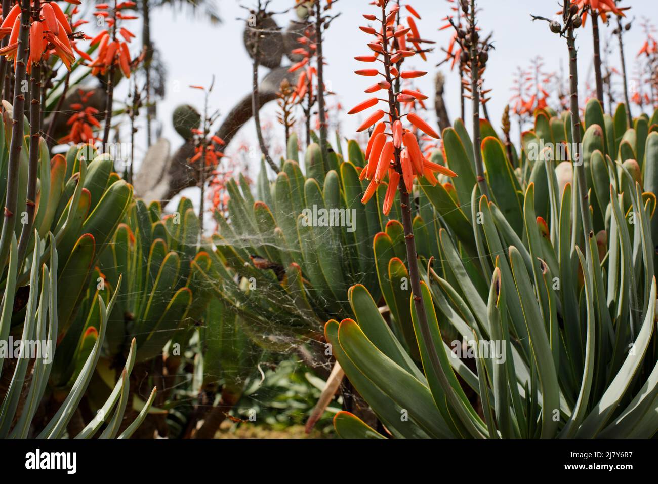 Funchal Botanical Gardens Stock Photo