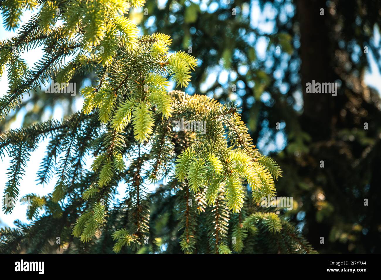 Spruce tree needles close up Stock Photo