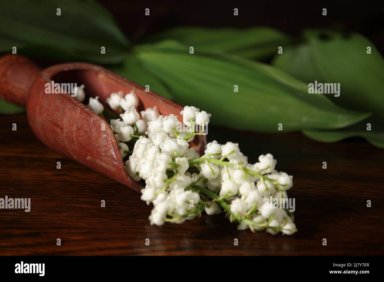 Blooming lily of the valley. Happy birthday greeting card. Bouquet of lilies of the valley on wooden background. Stock Photo