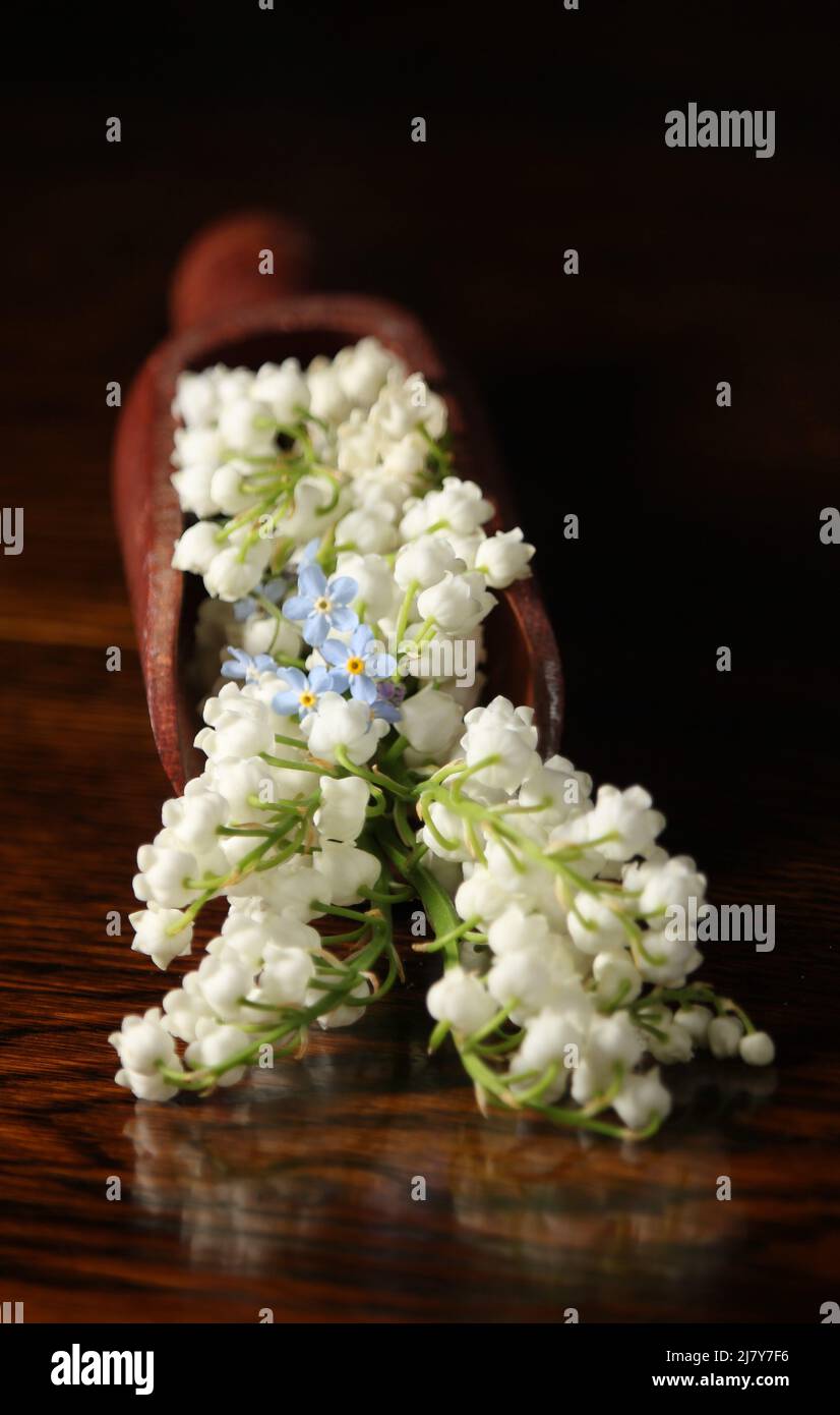 Blooming lily of the valley and forget-me-not. Happy birthday greeting card. Bouquet of lilies of the valley and forget-me-not on wooden background. Stock Photo