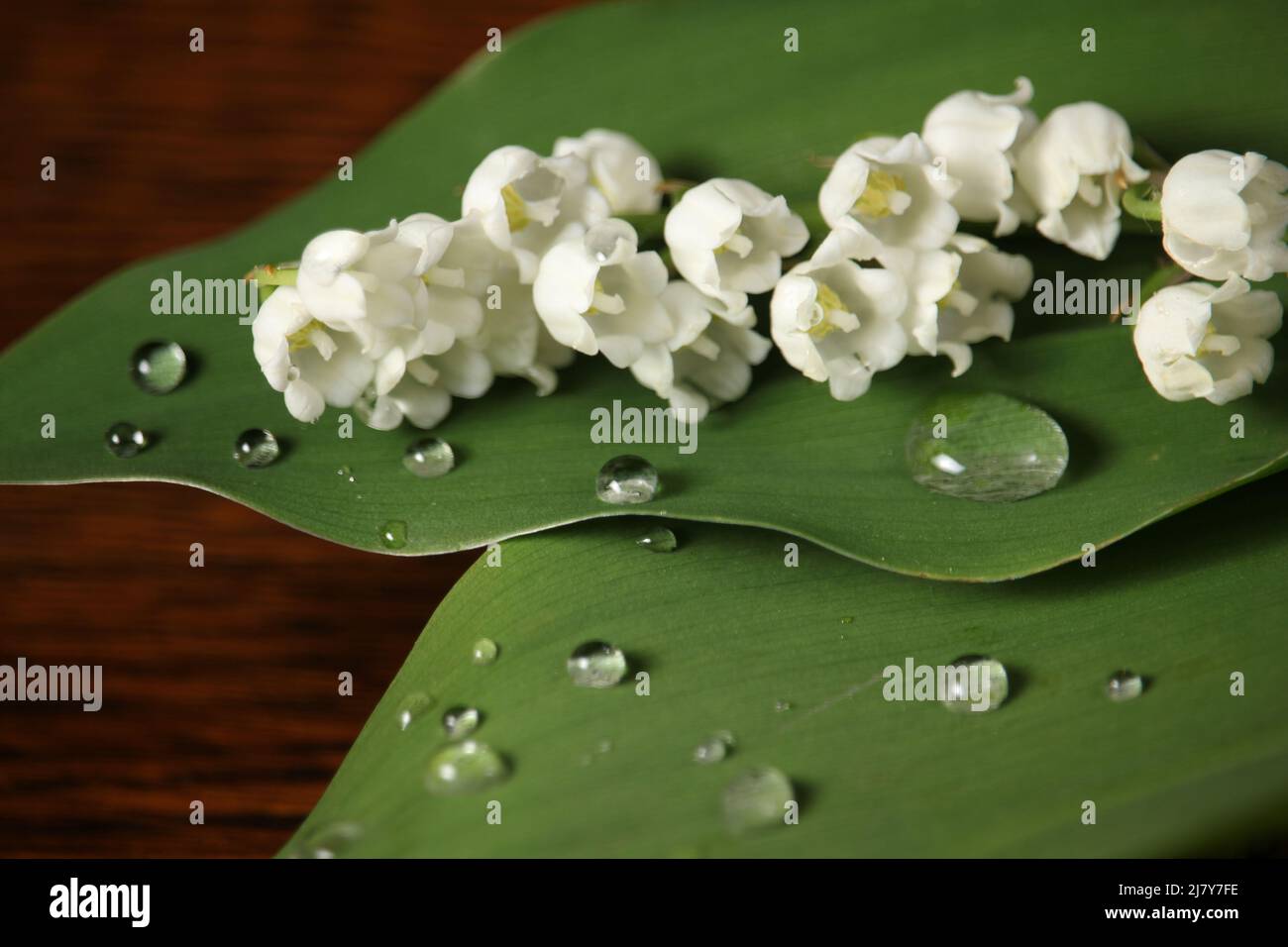 Blooming lily of the valley on green leaf. Happy birthday greeting card. Bouquet of lilies of the valley on wooden background. Stock Photo