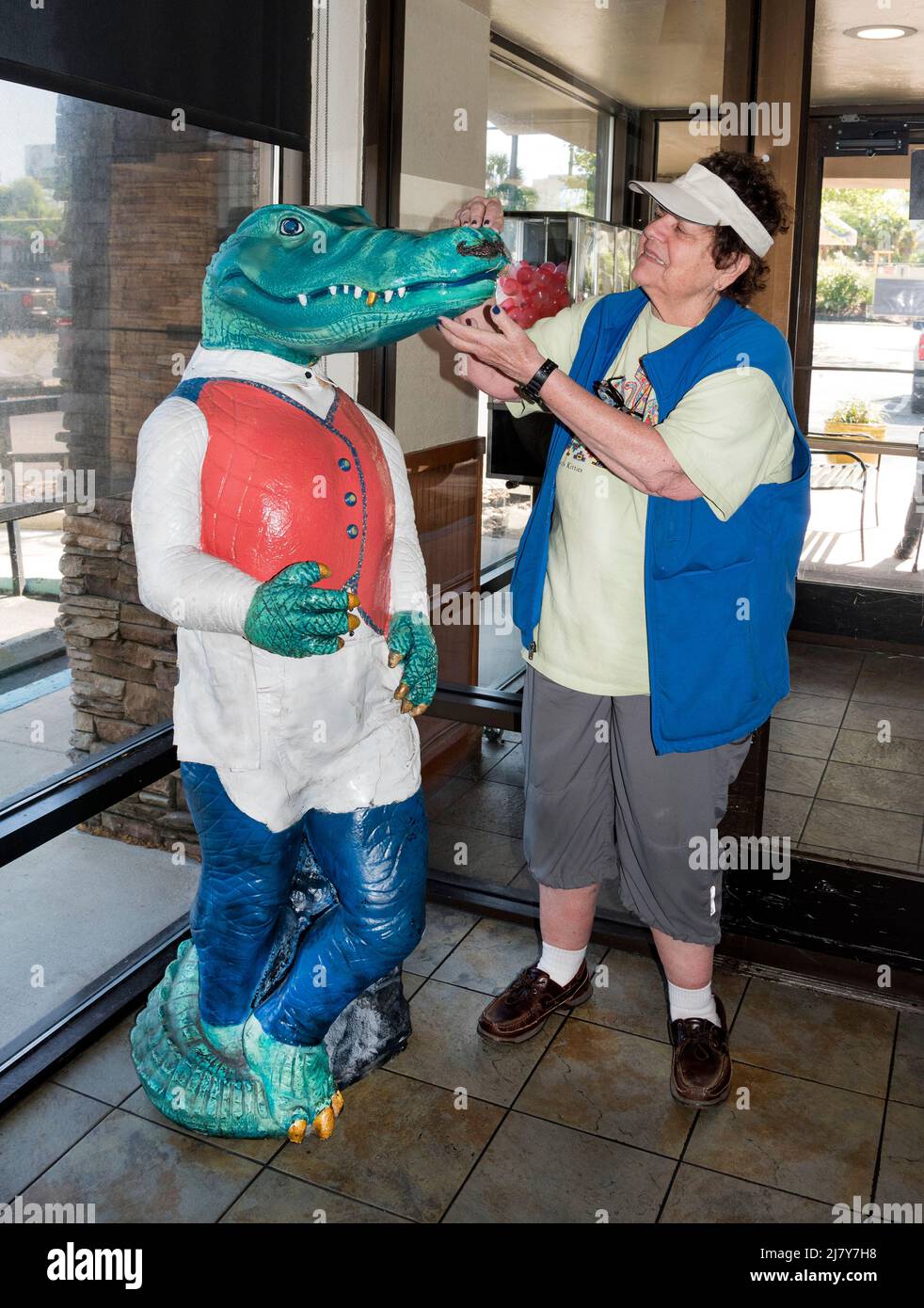 Life size alligator in a restaurant in Gainesville, Florida, home of the University of Florida 'Gators'. Stock Photo