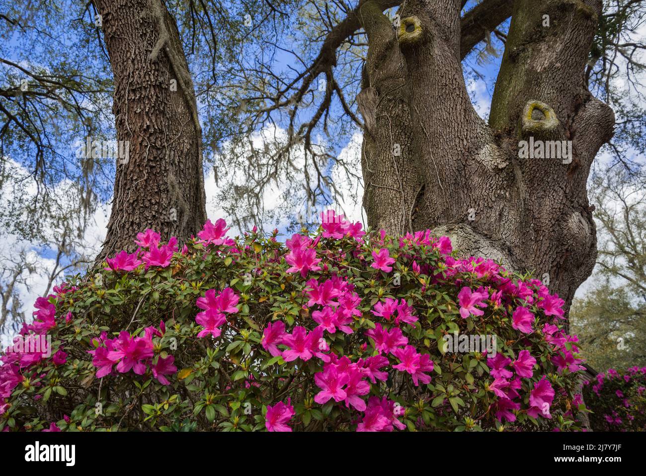 Huge Live Oak Trees with beautiful azaleas blooming at their base in North Central Florida, in early Springtime. Stock Photo