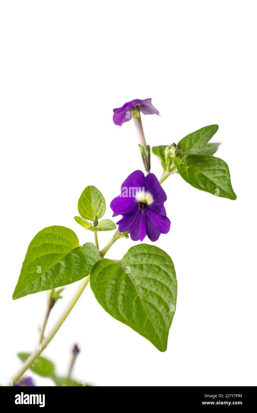 browallia americana flower, also known as amethyst flower or bush violet, closeup view of small deep blue-purple blossom isolated on white background Stock Photo