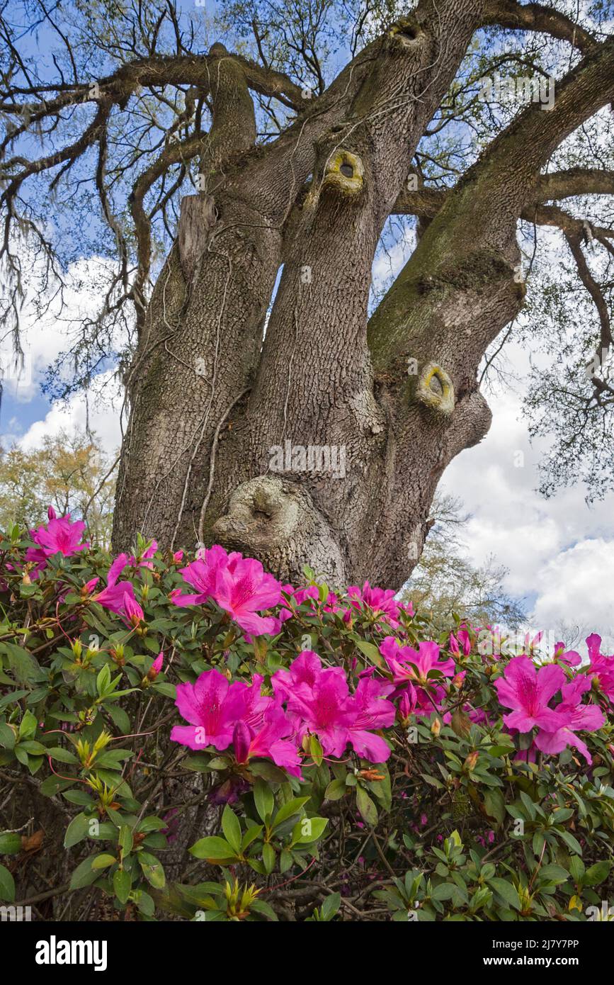 Huge Live Oak Trees with beautiful azaleas blooming at their base in North Central Florida, in early Springtime. Stock Photo