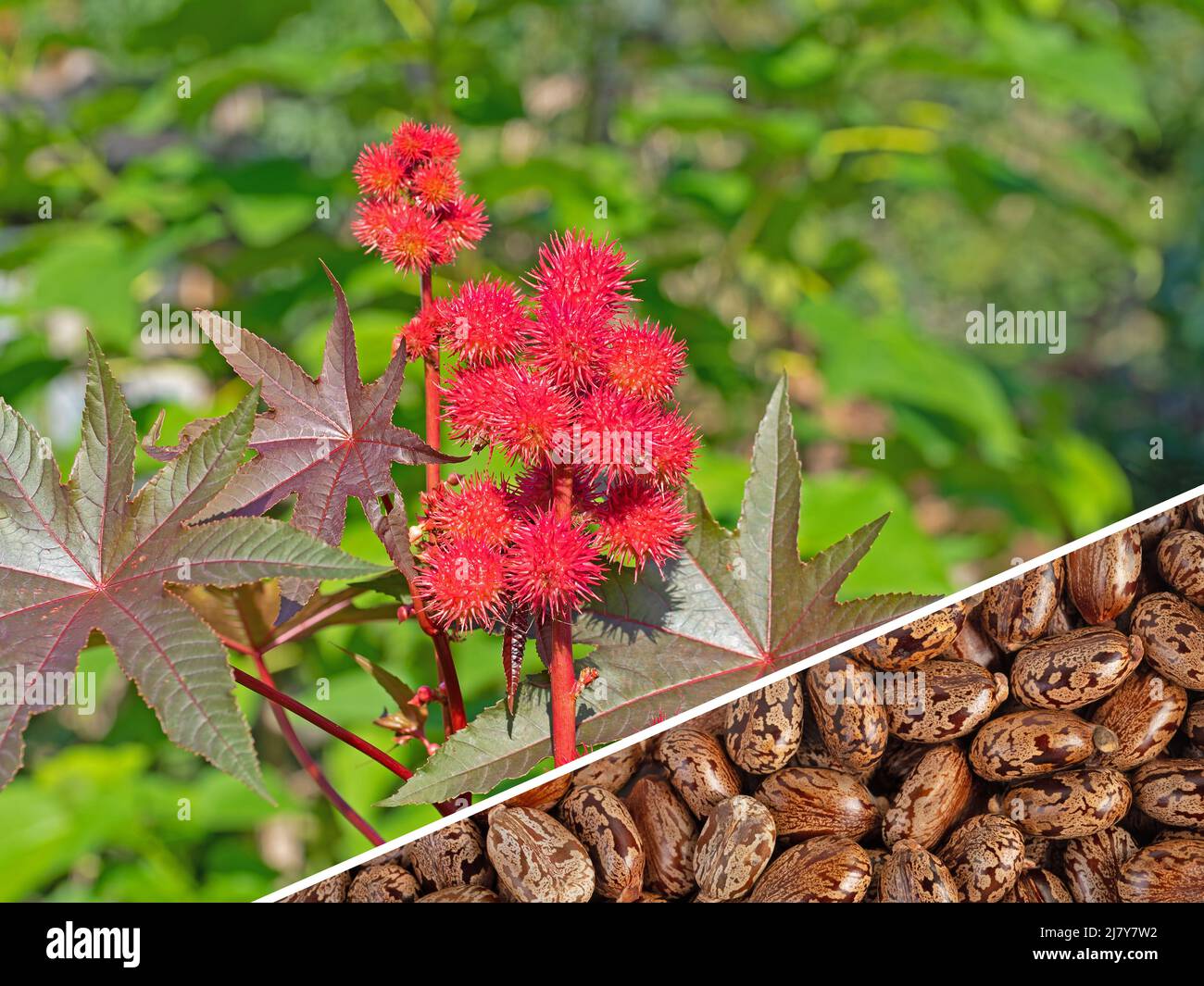 Flowering castor tree and seeds Stock Photo Alamy
