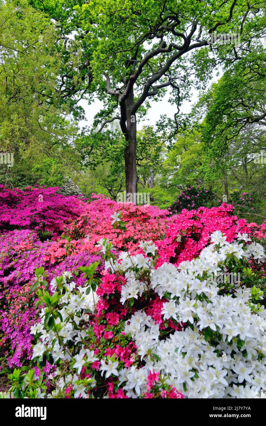 The Isabella Plantation with Azaleas and Rhododendrons in full colourful springtime  bloom, Richmond Park Greater London England UK Stock Photo